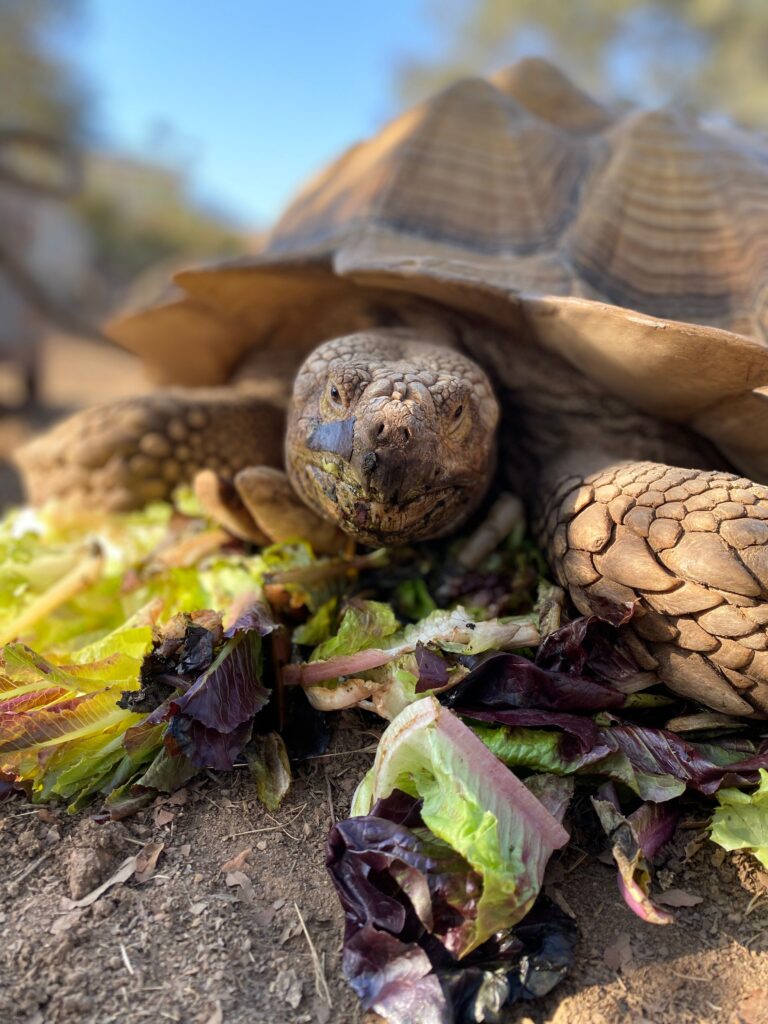 tortoise