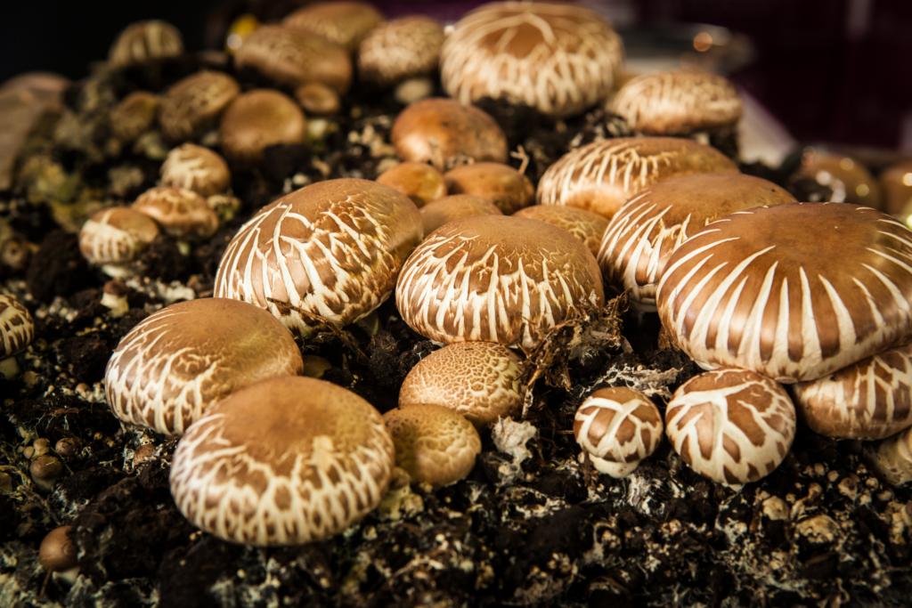 mushrooms in soil