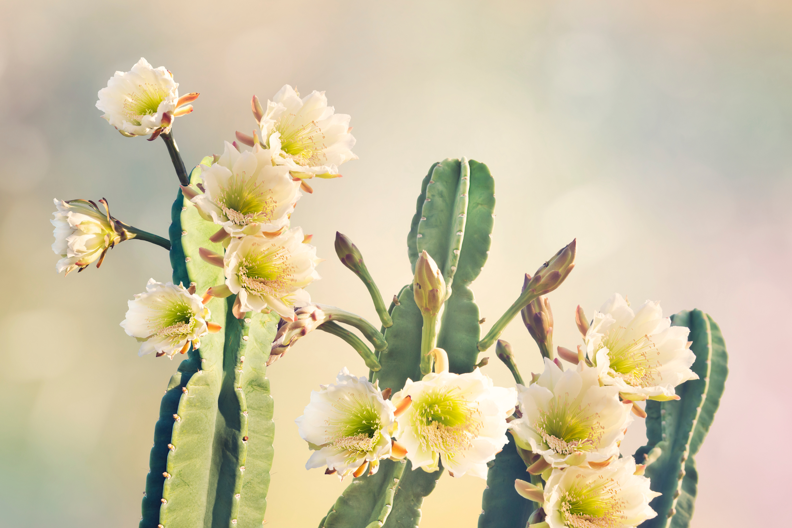 san pedro cactus flower