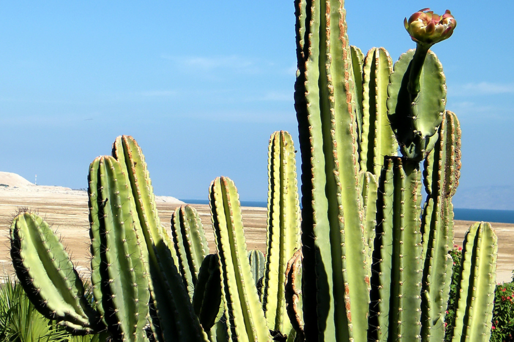 san pedro cactus