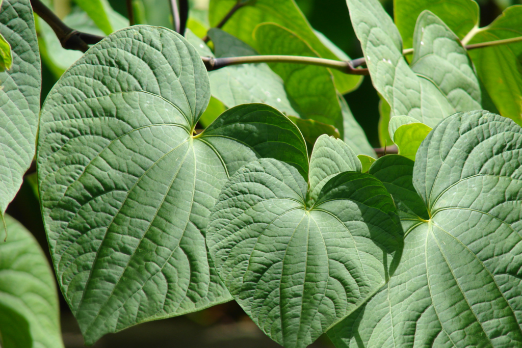 kava plant