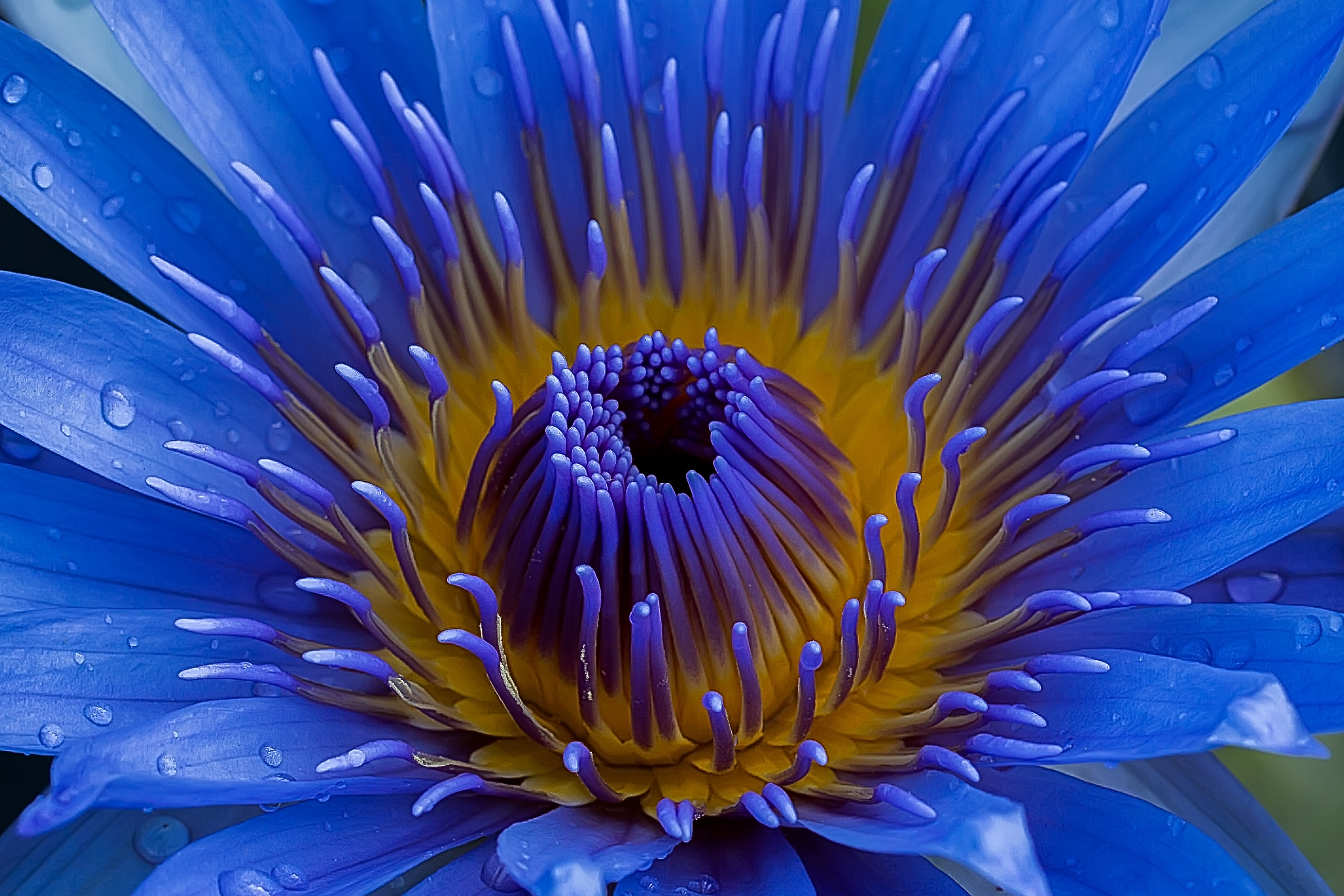 blue lotus flower